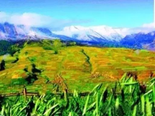 高原富硒大米(高原大米富硒产地)-硒宝网