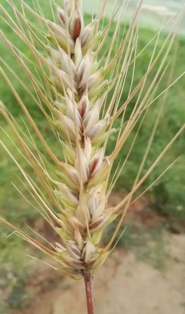 高原富硒大米(高原大米富硒产地)-硒宝网