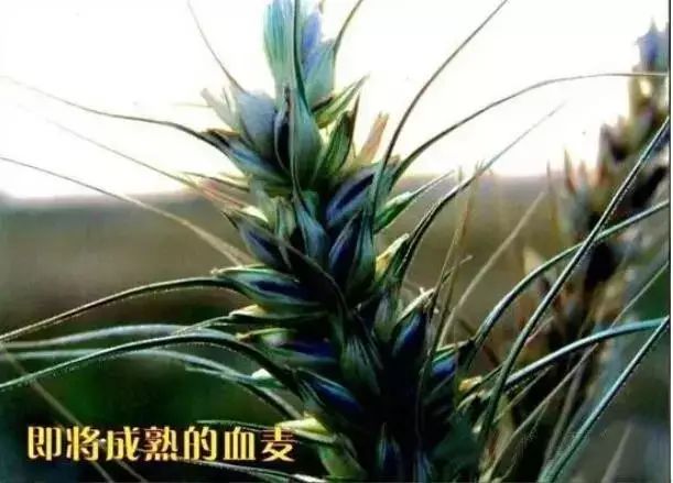 高原富硒大米(高原大米富硒产地)-硒宝网