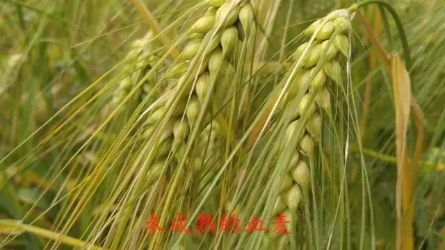 高原富硒大米(高原大米富硒产地)-硒宝网