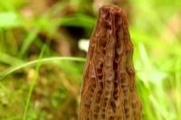 乾隆富硒大米(富硒大米多少钱一盒)-硒宝网