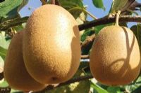 乾隆富硒大米(富硒大米多少钱一盒)-硒宝网