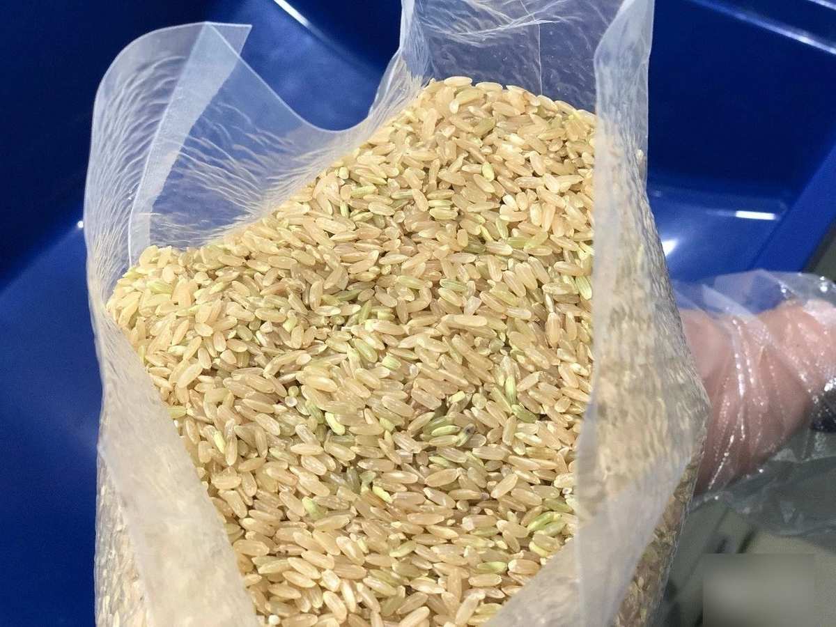 富硒大米发黄（富硒大米颜色微黄）-硒宝网