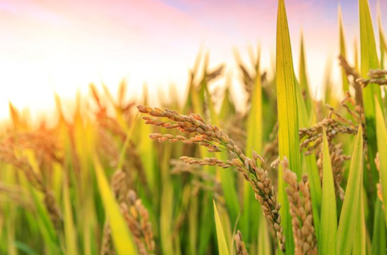 富硒大米报告(富硒大米含量)-硒宝网