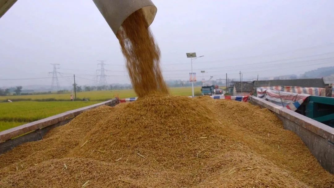 花生富硒大米(花生大米富硒含量)-硒宝网