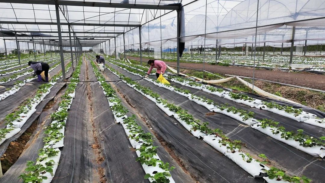 花生富硒大米(花生大米富硒含量)-硒宝网