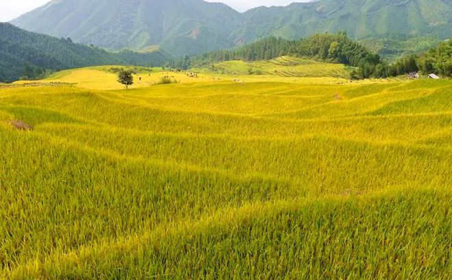 永福富硒大米（永顺富硒米）-硒宝网