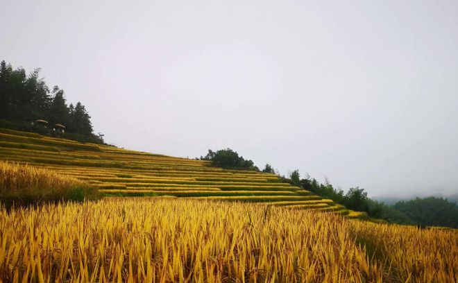 永福富硒大米（永顺富硒米）-硒宝网