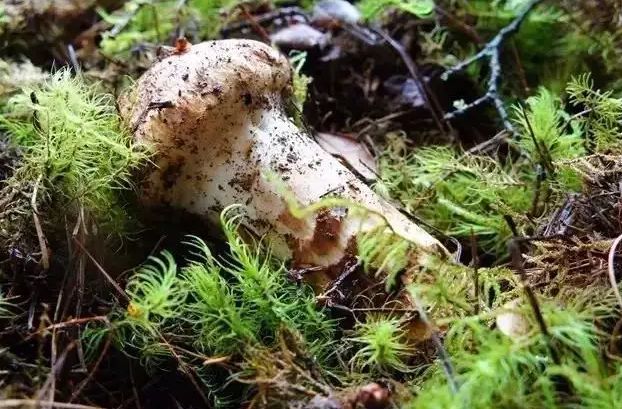 永福富硒大米（永顺富硒米）-硒宝网