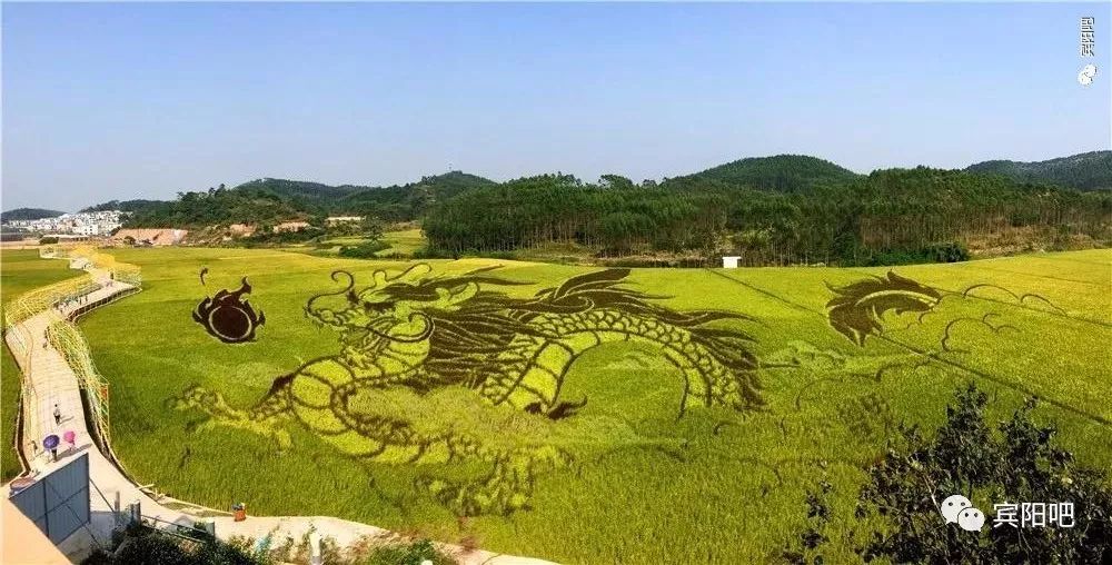 柳州富硒大米(广西富硒大米)-硒宝网