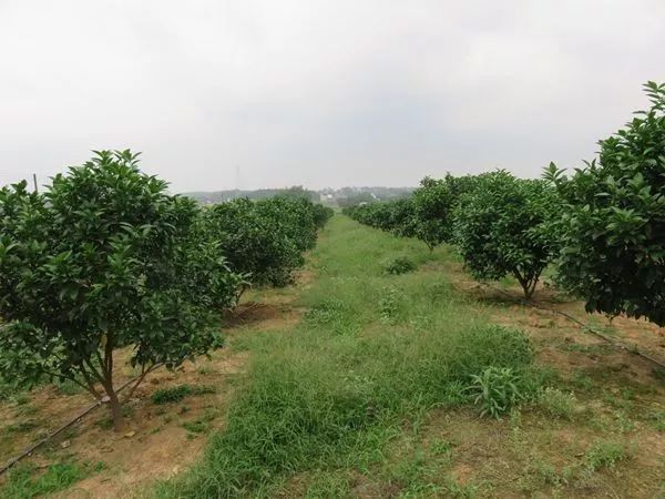 花生富硒大米(花生大米富硒含量多少)-硒宝网
