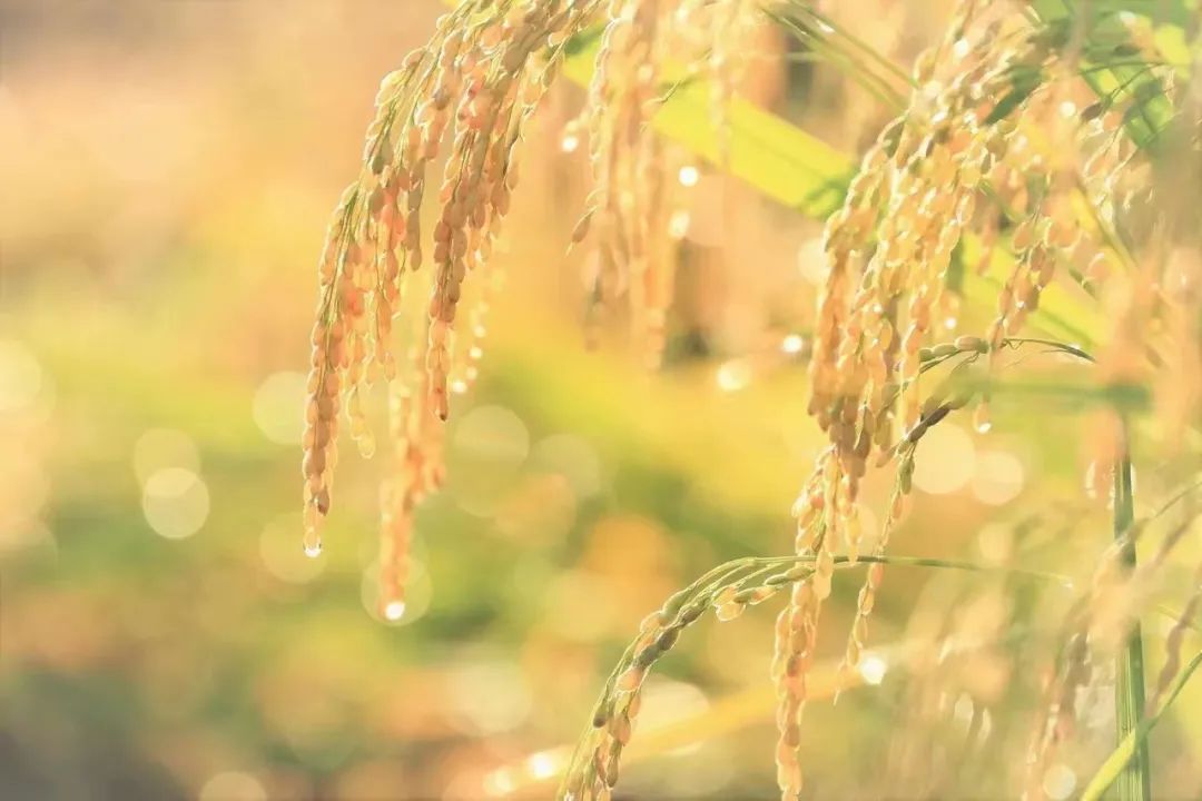 花生富硒大米(花生大米富硒含量高吗)-硒宝网