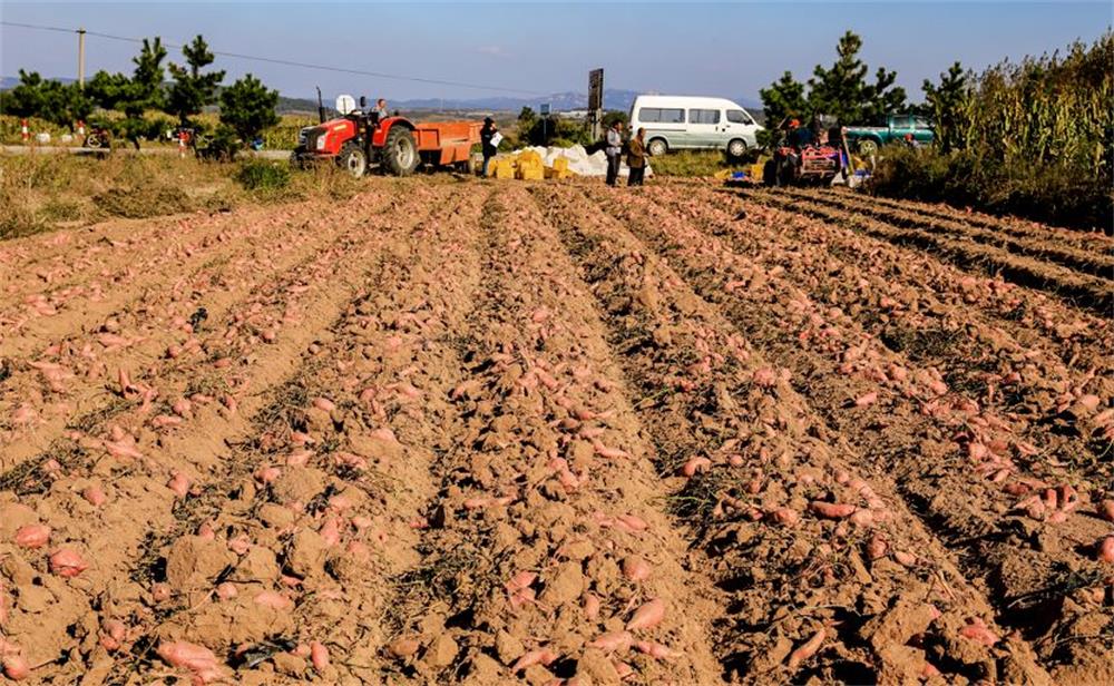 农业富硒大米(大米农业富硒含量)-硒宝网