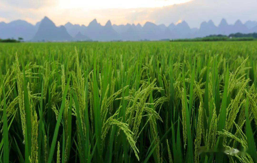 星火富硒大米(富硒大米好在哪)-硒宝网