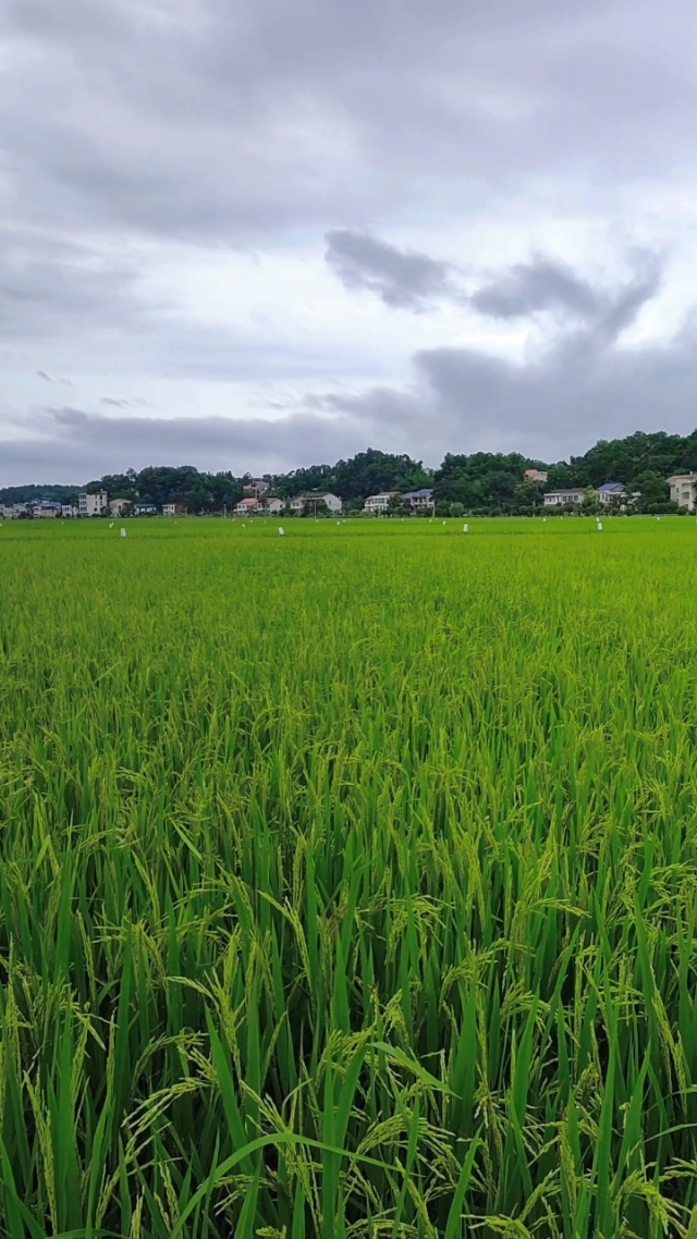 星火富硒大米(富硒大米好在哪)-硒宝网