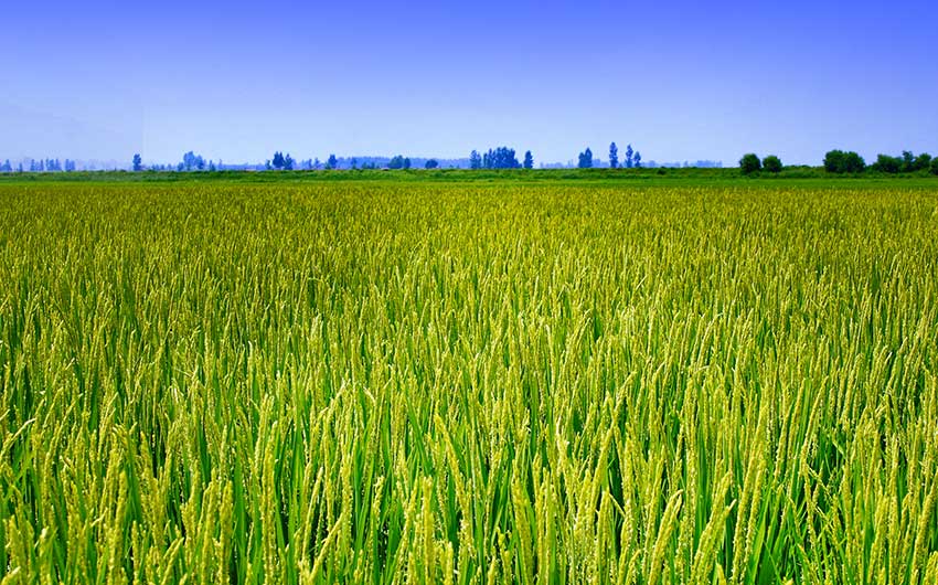 星火富硒大米(富硒大米好在哪)-硒宝网