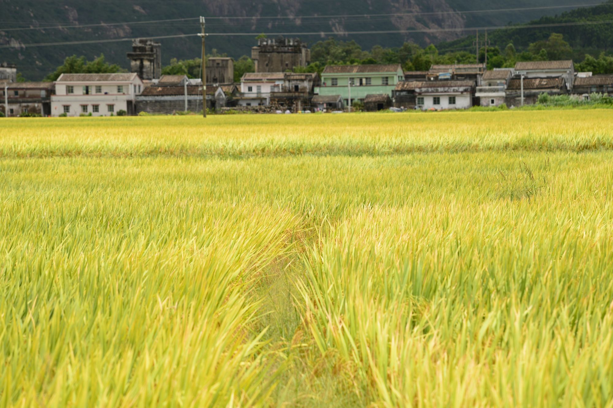 星火富硒大米(富硒大米好在哪)-硒宝网