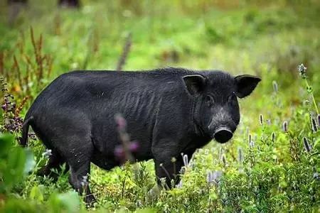 富硒大米取名（大米取名富硒好不好）-硒宝网