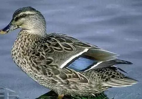 富硒大米取名（大米取名富硒好不好）-硒宝网