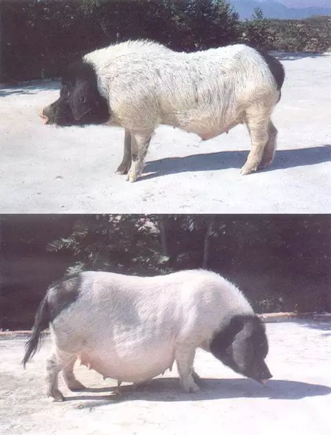 富硒大米取名（大米取名富硒好不好）-硒宝网