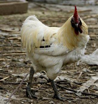 富硒大米取名（大米取名富硒好不好）-硒宝网