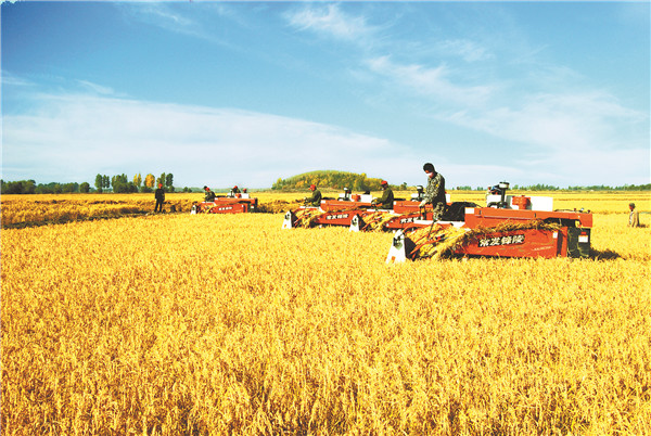 星火富硒大米(富硒大米口感如何)-硒宝网