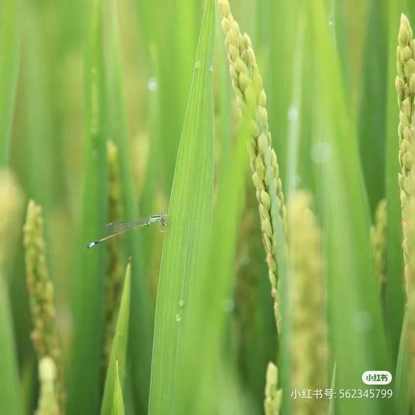 富硒大米新疆(大米新疆富硒含量高吗)-硒宝网