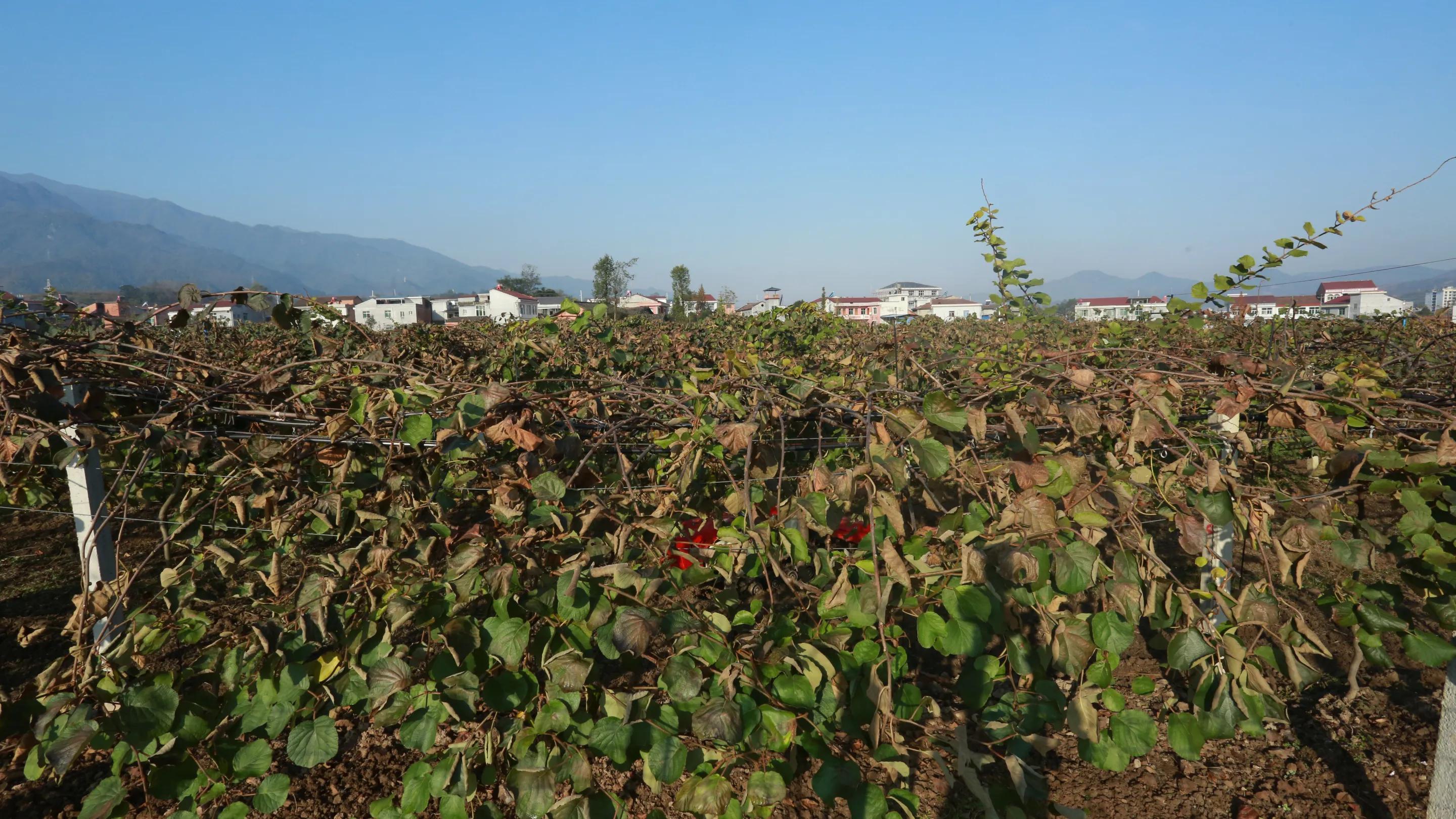 陕南富硒大米(富硒大米牌子)-硒宝网