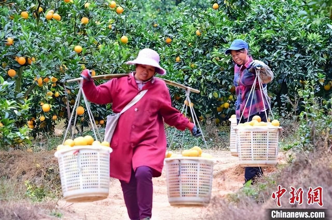 赣南富硒大米(全南富硒大米)-硒宝网