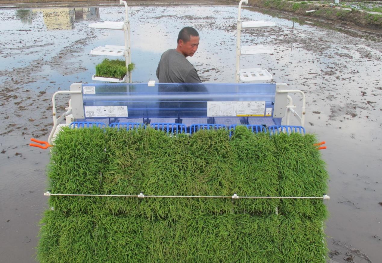 特产富硒大米（大米特产富硒是什么）-硒宝网