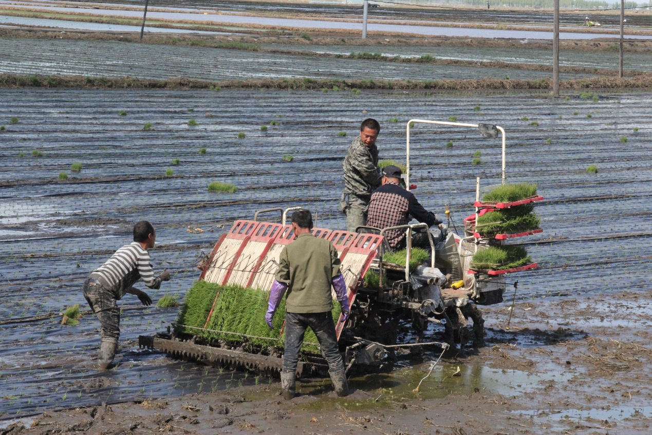 特产富硒大米（大米特产富硒是什么）-硒宝网