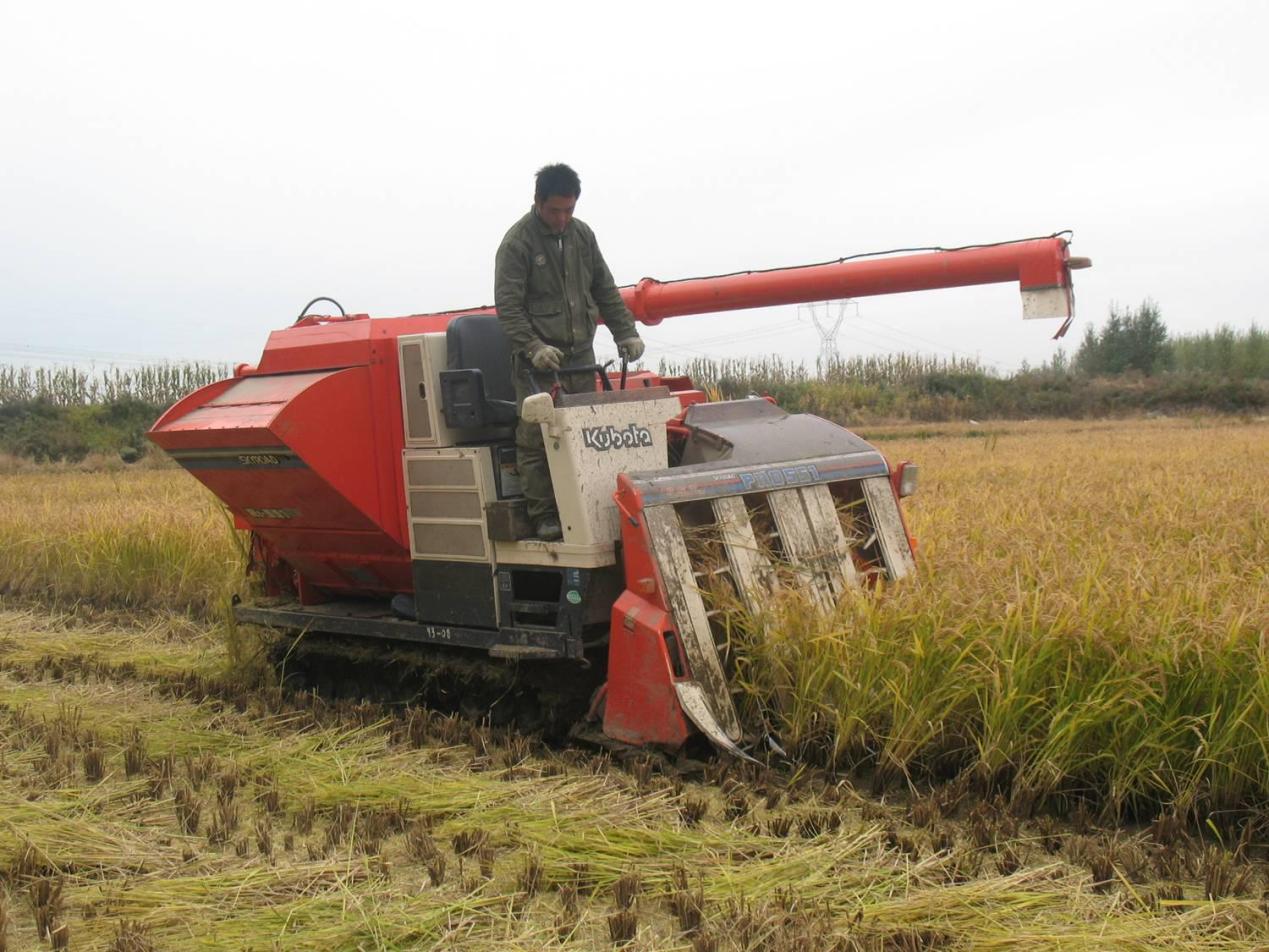 特产富硒大米（大米特产富硒是什么）-硒宝网