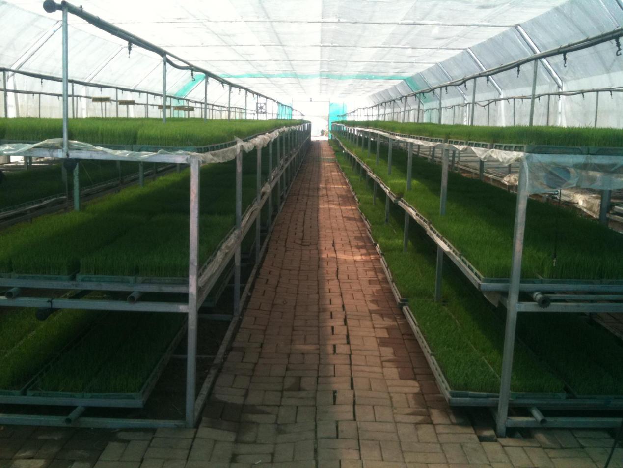 特产富硒大米（大米特产富硒是什么）-硒宝网