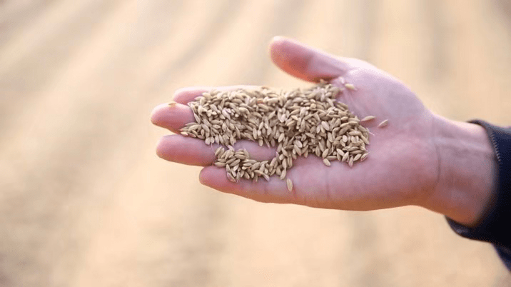 河岸富硒大米（富硒优质大米）-硒宝网