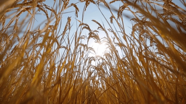 河岸富硒大米（富硒优质大米）-硒宝网