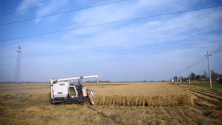 河岸富硒大米（富硒优质大米）-硒宝网