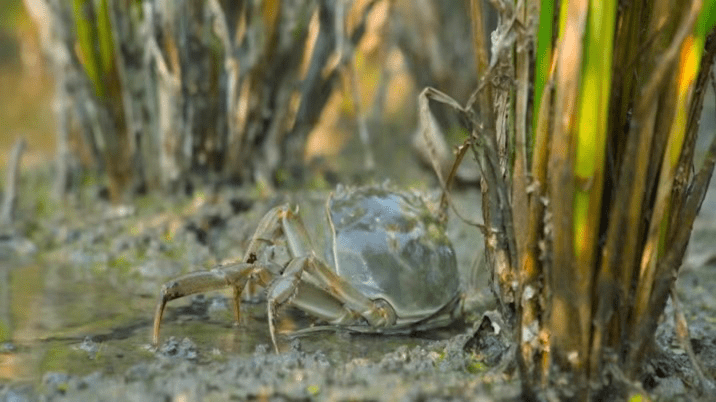 河岸富硒大米（富硒优质大米）-硒宝网