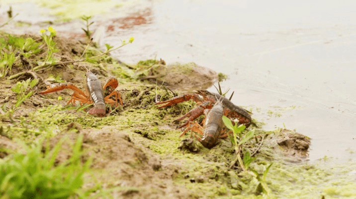 河岸富硒大米（富硒优质大米）-硒宝网