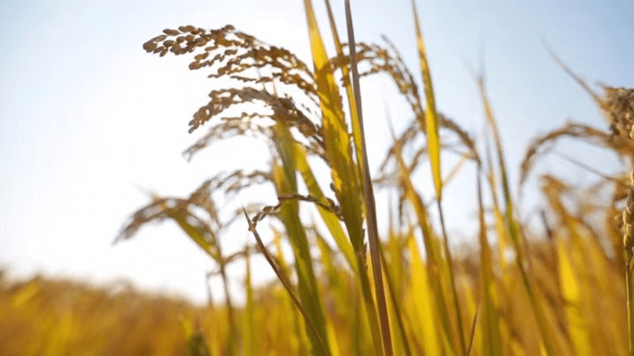 河岸富硒大米（富硒优质大米）-硒宝网