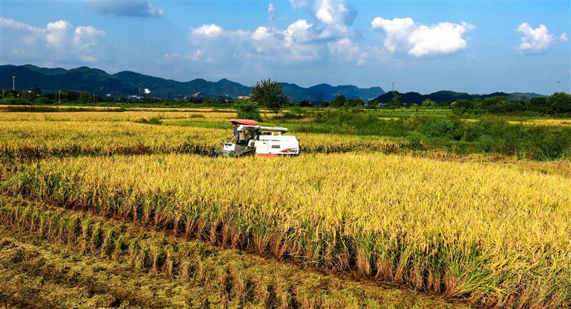 日照富硒大米(富硒大米市场前景)-硒宝网
