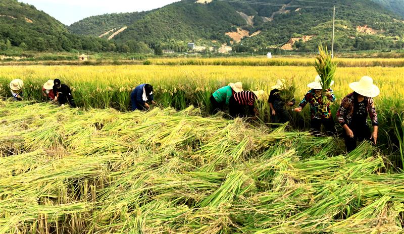 日照富硒大米(富硒大米市场前景)-硒宝网