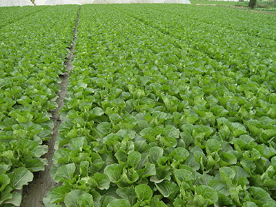 宣威富硒大米(富硒大米宣传)-硒宝网