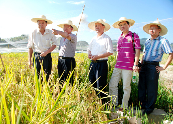 武汉富硒大米(大米武汉富硒含量多少)-硒宝网