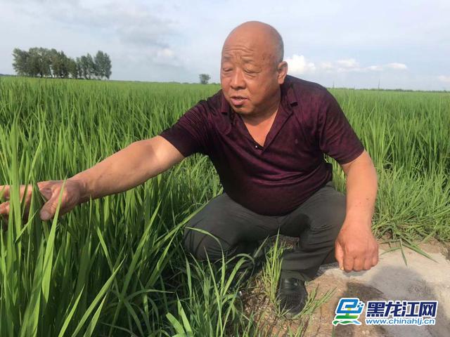 广德富硒大米(富硒大米口感如何)-硒宝网