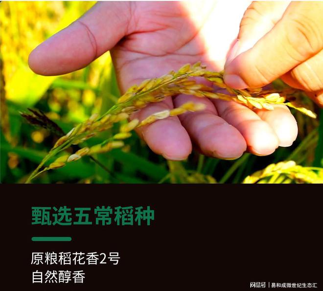 量子富硒大米（量子富硒肥）-硒宝网