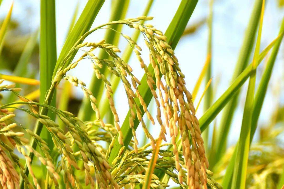 德州富硒大米(富硒大米的绿色骗局)-硒宝网