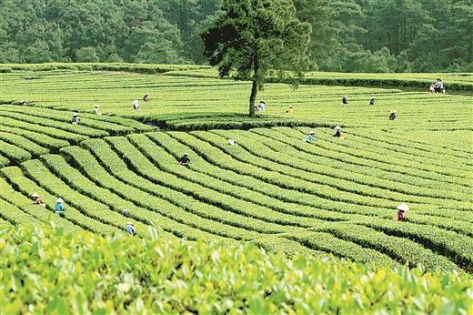 横县富硒大米（大米富硒横县哪里有卖）-硒宝网