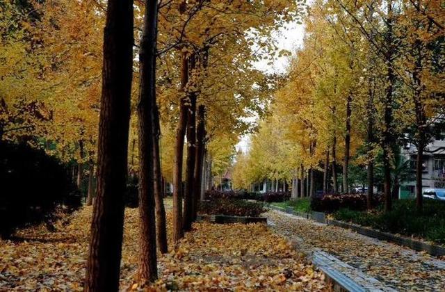 武汉富硒大米（湖北富硒大米）-硒宝网