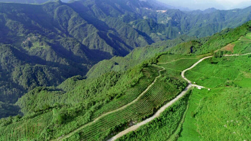 桑植富硒大米（富硒大米什么好处）-硒宝网