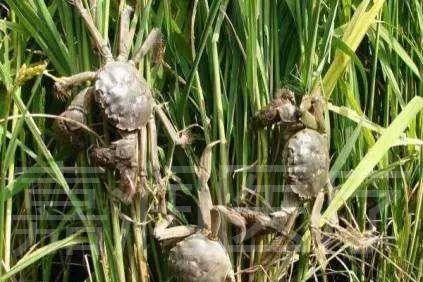 生平富硒大米(大米的富硒标准)-硒宝网